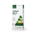 Morwa-biała.jpg